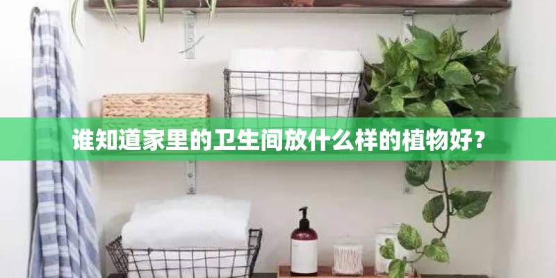 谁知道家里的卫生间放什么样的植物好？