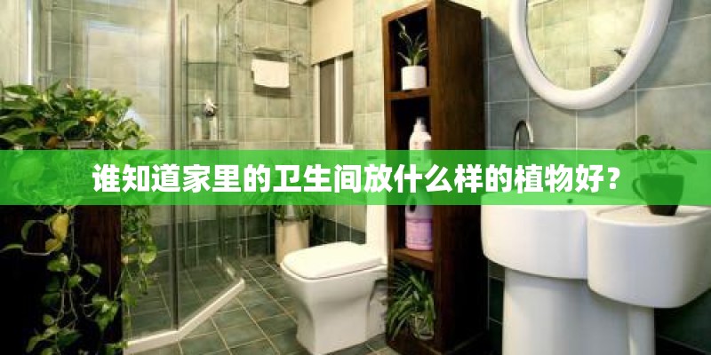 谁知道家里的卫生间放什么样的植物好？