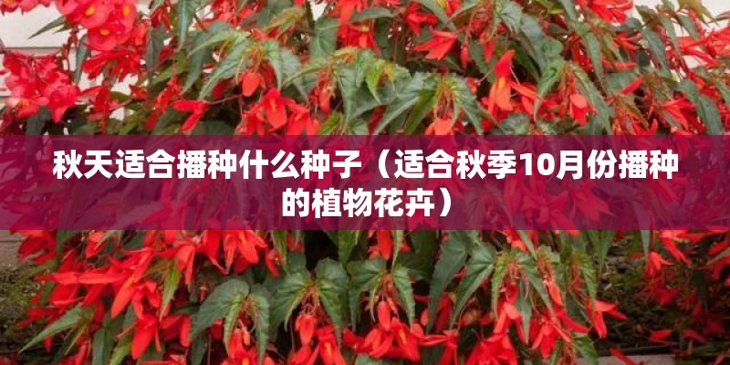 秋天适合播种什么种子（适合秋季10月份播种的植物花卉）