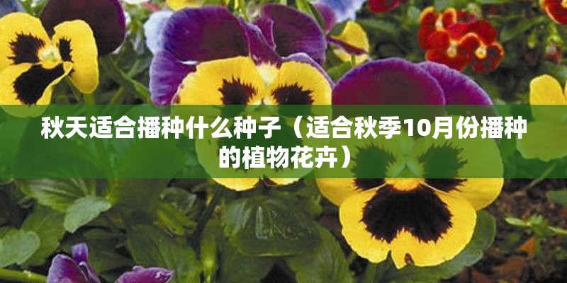 秋天适合播种什么种子（适合秋季10月份播种的植物花卉）