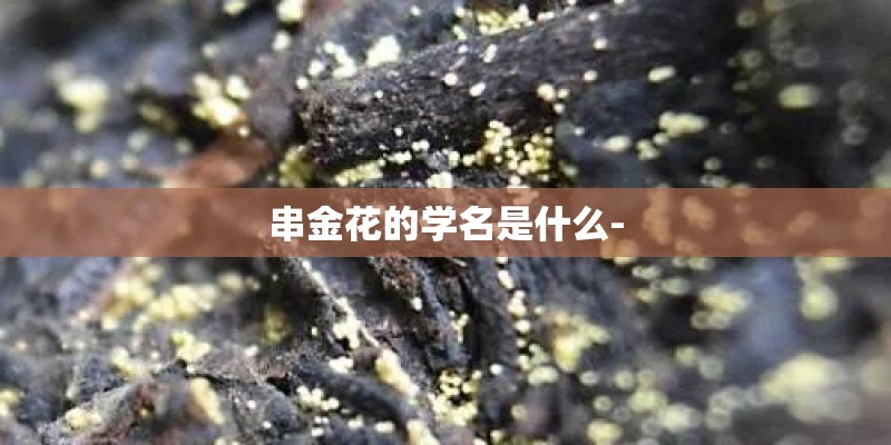 串金花的学名是什么-
