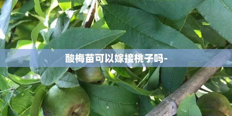 酸梅苗可以嫁接桃子吗-