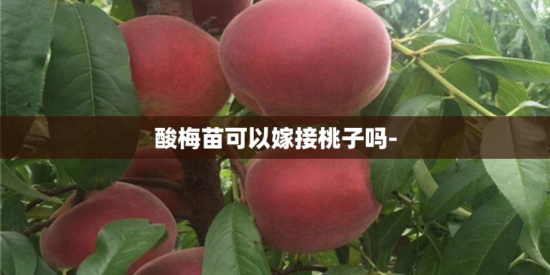酸梅苗可以嫁接桃子吗-