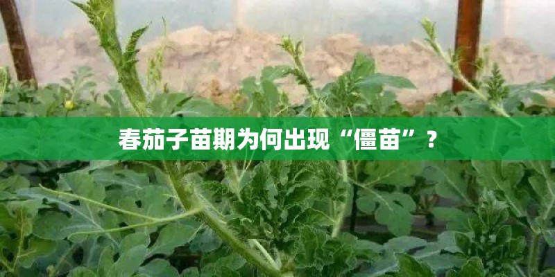 春茄子苗期为何出现“僵苗”？
