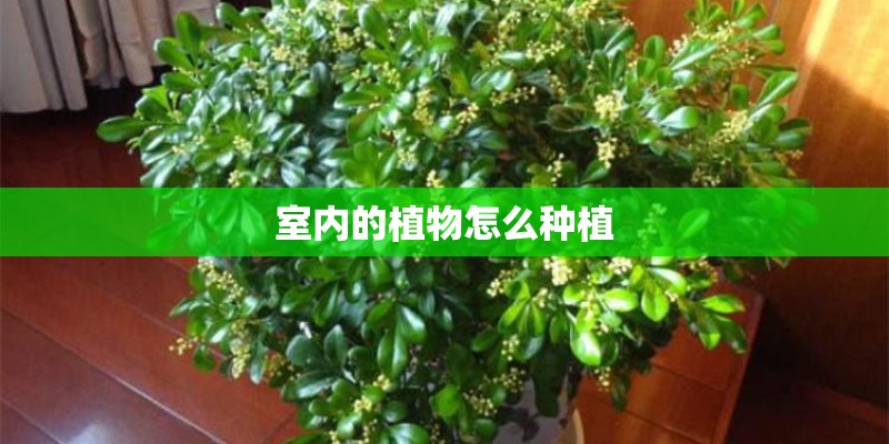 室内的植物怎么种植