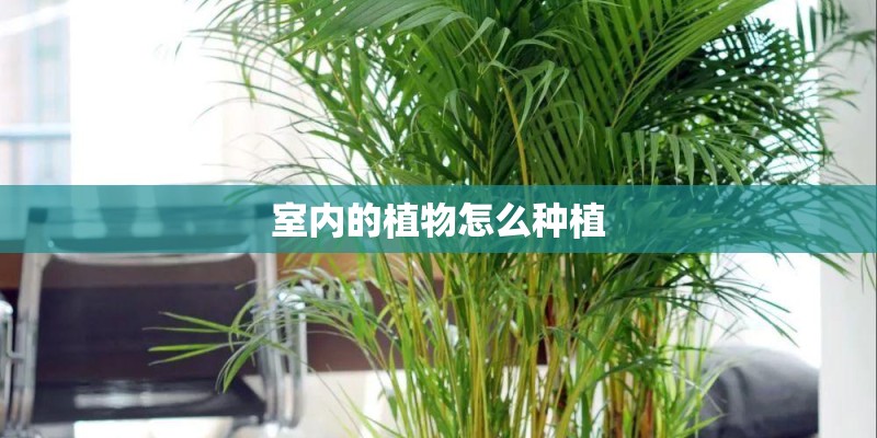 室内的植物怎么种植