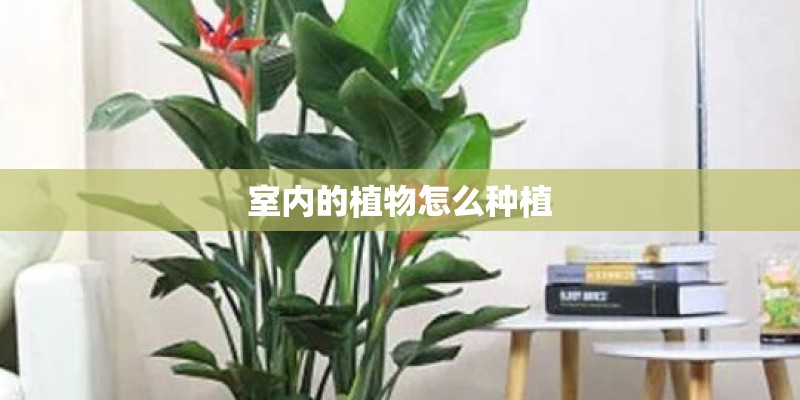 室内的植物怎么种植