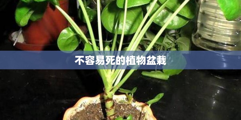不容易死的植物盆栽