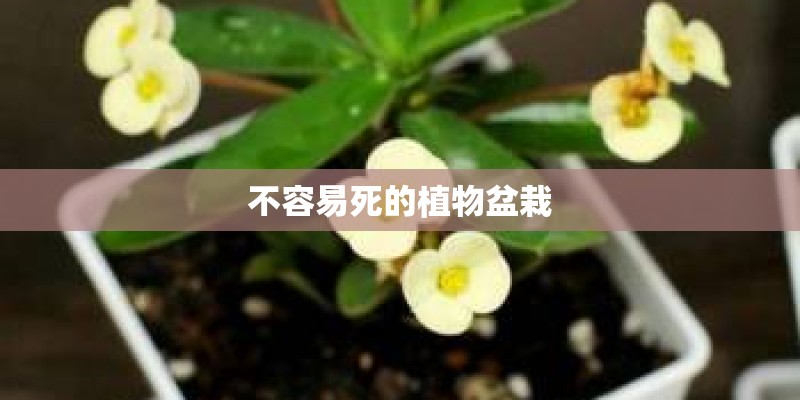 不容易死的植物盆栽
