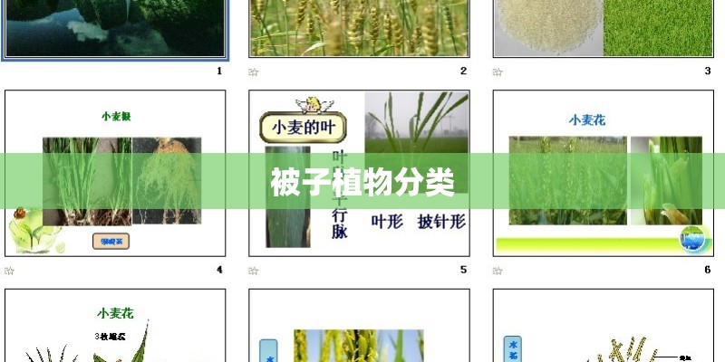 被子植物分类