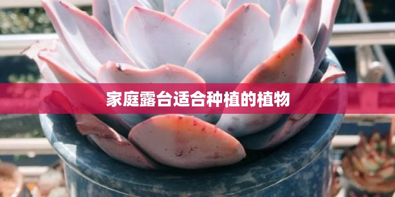 家庭露台适合种植的植物