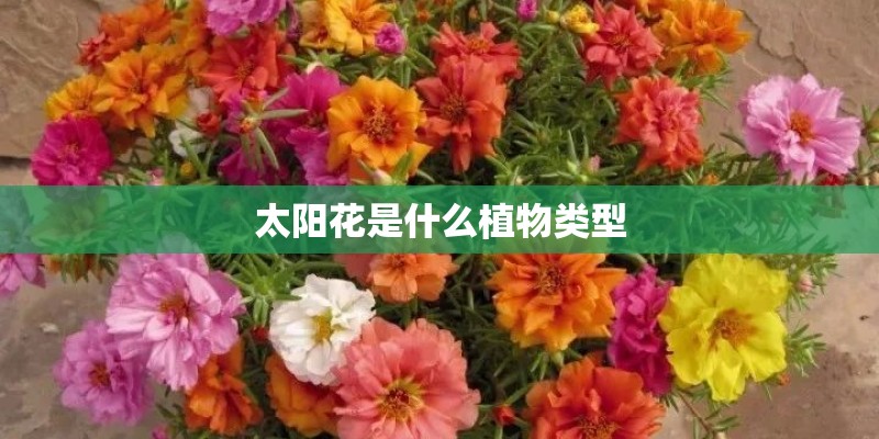 太阳花是什么植物类型