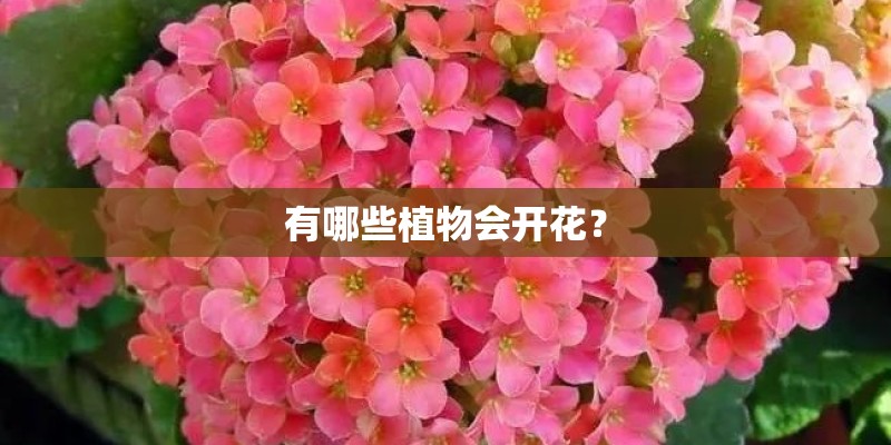 有哪些植物会开花？