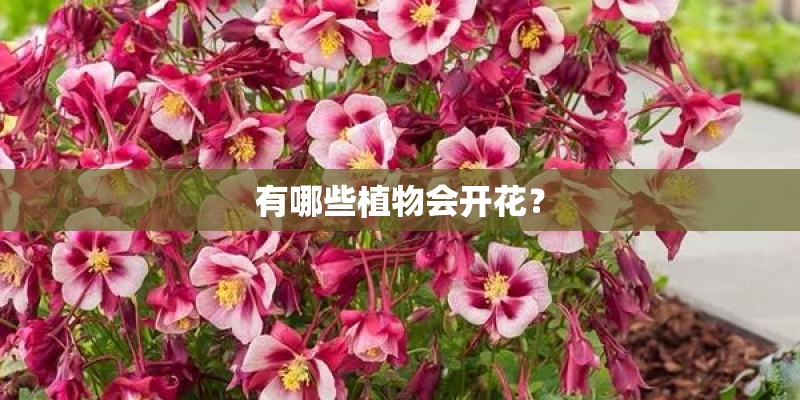 有哪些植物会开花？