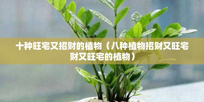 十种旺宅又招财的植物（八种植物招财又旺宅财又旺宅的植物）