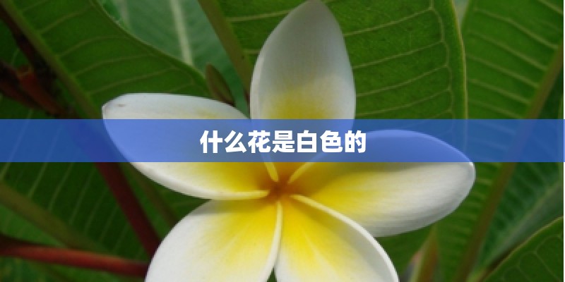什么花是白色的