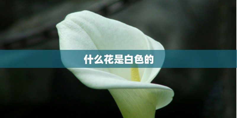 什么花是白色的