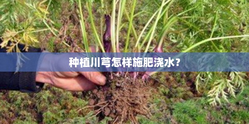 种植川芎怎样施肥浇水？