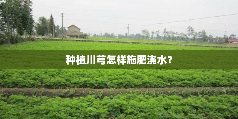 种植川芎怎样施肥浇水？