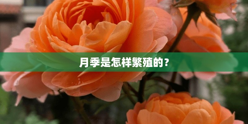 月季是怎样繁殖的？