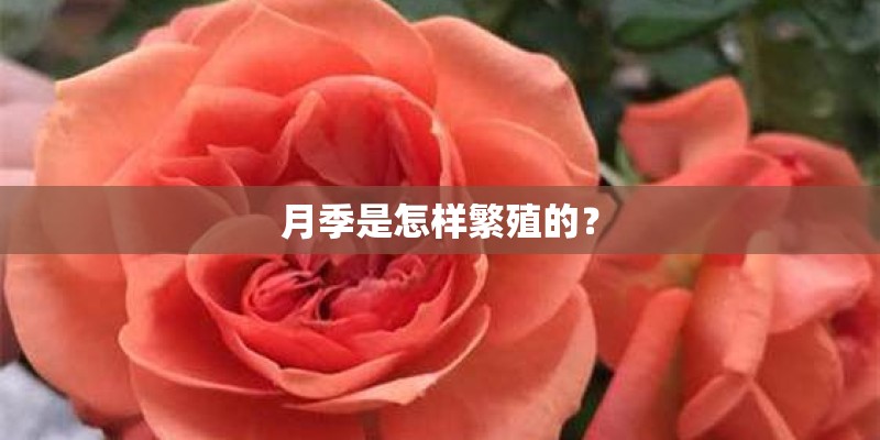 月季是怎样繁殖的？