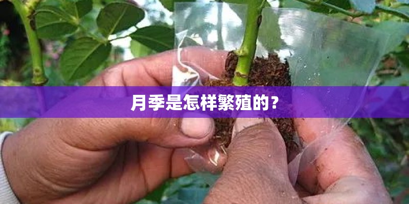 月季是怎样繁殖的？