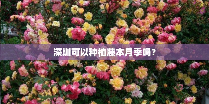 深圳可以种植藤本月季吗？