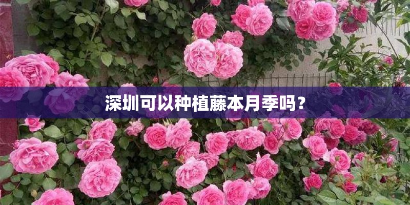 深圳可以种植藤本月季吗？