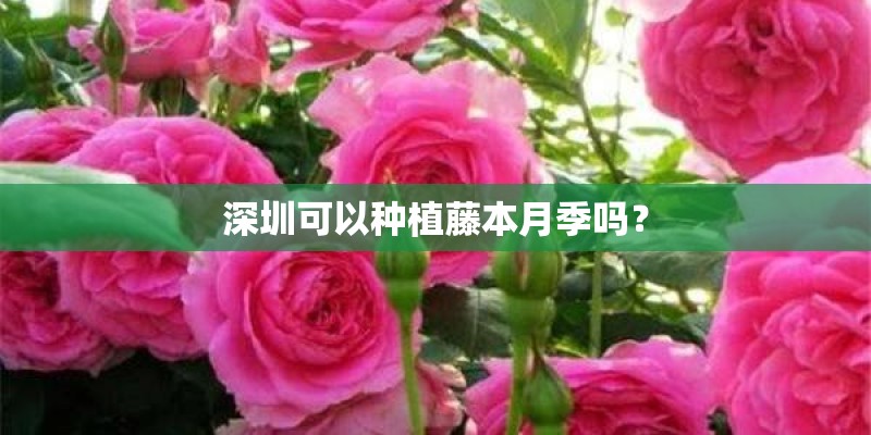 深圳可以种植藤本月季吗？