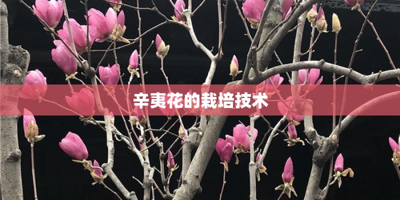 辛夷花的栽培技术