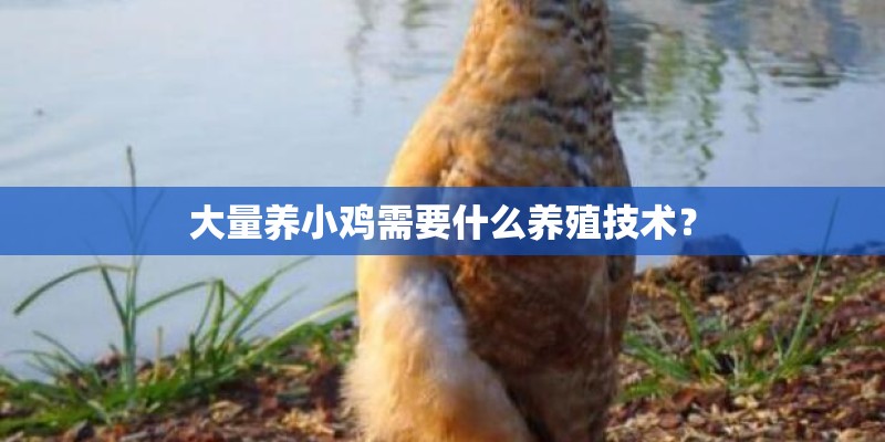 大量养小鸡需要什么养殖技术？