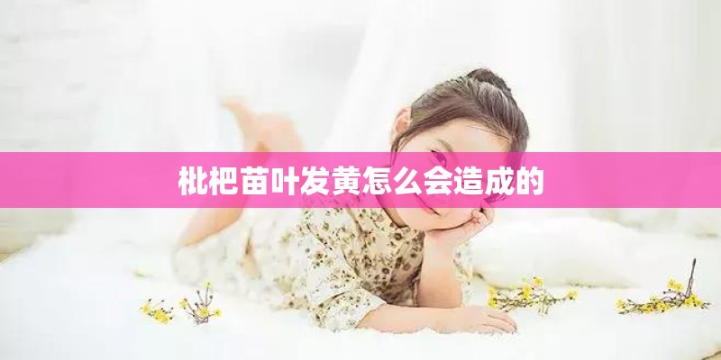 枇杷苗叶发黄怎么会造成的