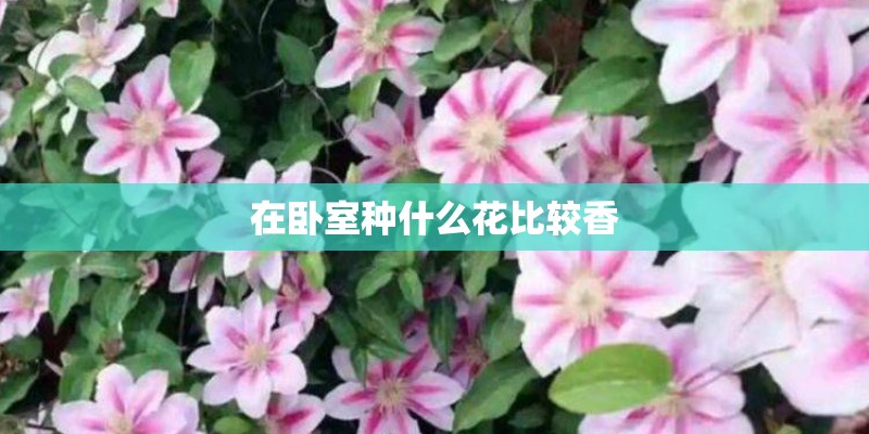 在卧室种什么花比较香