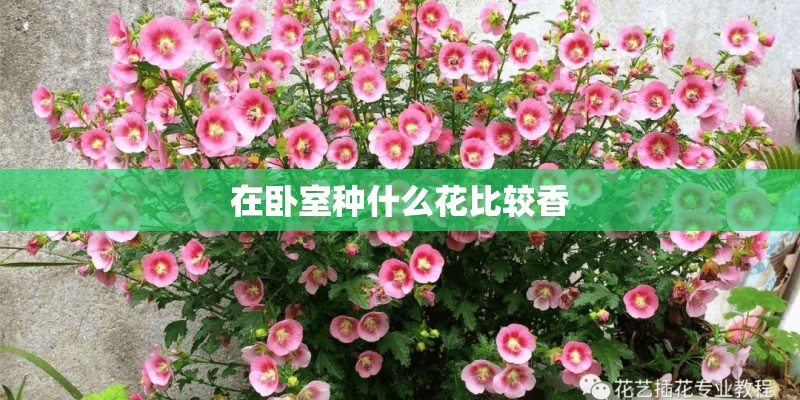 在卧室种什么花比较香