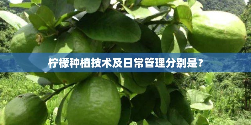 柠檬种植技术及日常管理分别是？