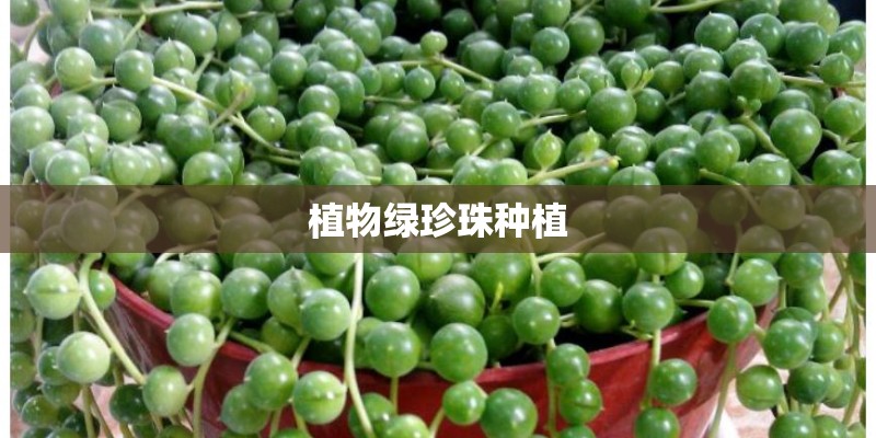 植物绿珍珠种植