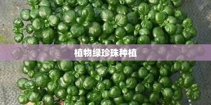 植物绿珍珠种植