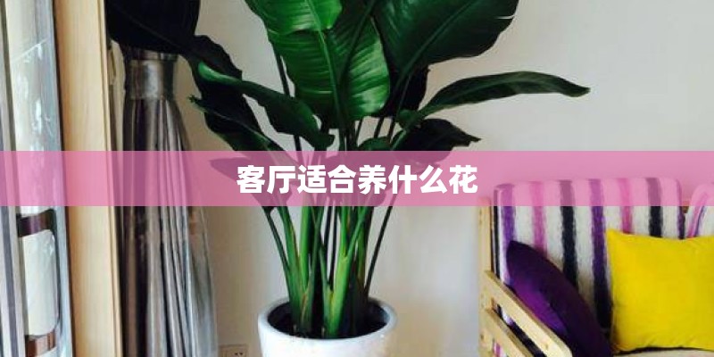 客厅适合养什么花