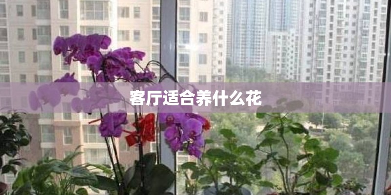 客厅适合养什么花