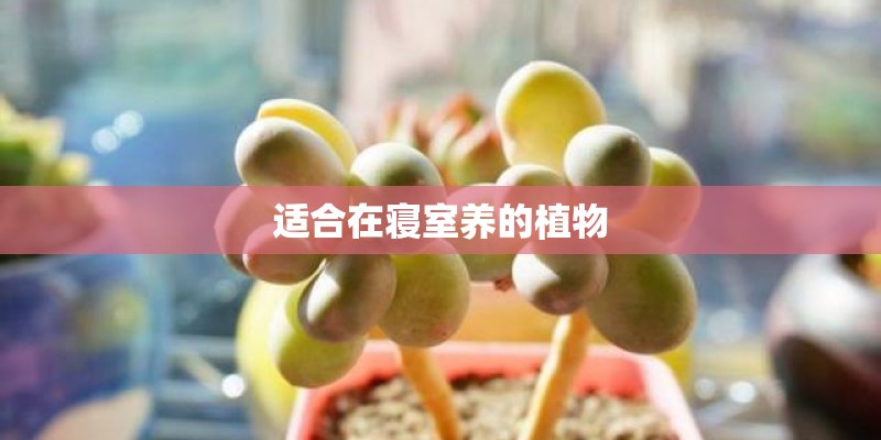 适合在寝室养的植物
