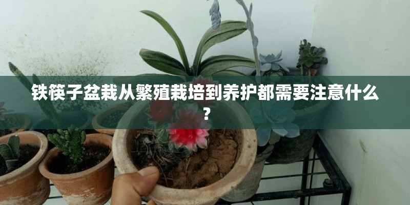 铁筷子盆栽从繁殖栽培到养护都需要注意什么？