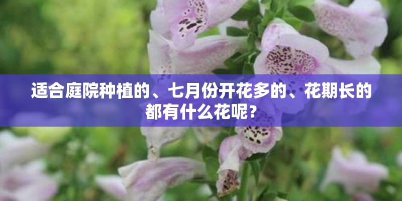 适合庭院种植的、七月份开花多的、花期长的都有什么花呢？