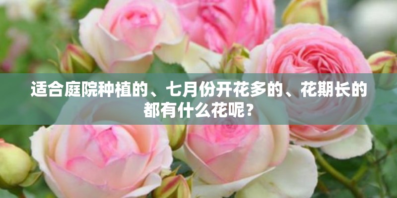 适合庭院种植的、七月份开花多的、花期长的都有什么花呢？