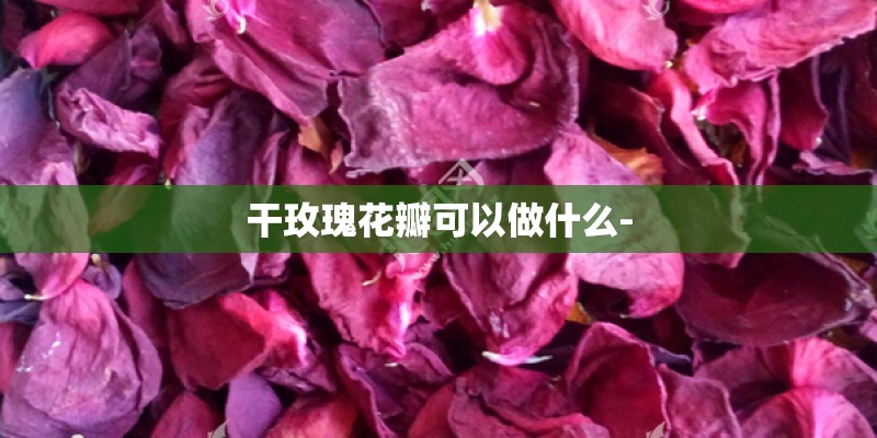 干玫瑰花瓣可以做什么-