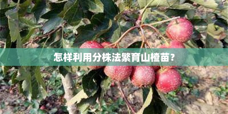 中关村数码商场的东西为什么便宜？