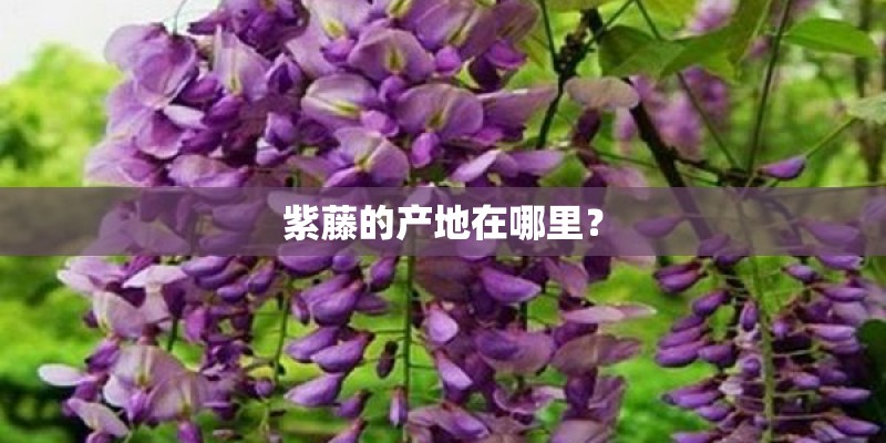 紫藤的产地在哪里？