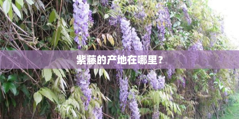 紫藤的产地在哪里？
