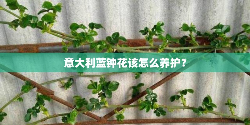意大利蓝钟花该怎么养护？