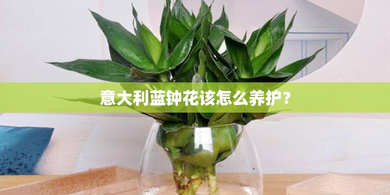 意大利蓝钟花该怎么养护？