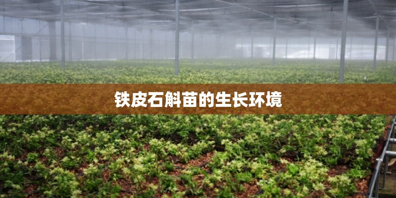铁皮石斛苗的生长环境